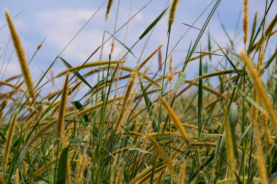 Long Grass