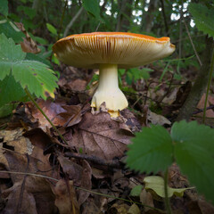 Amanita caesarea or Caesar's mushroom with orange cap and yellow stipe and gills in forest, healthy edible fungus