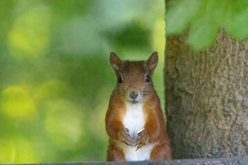 A squirrel sits between green leaves on a branch