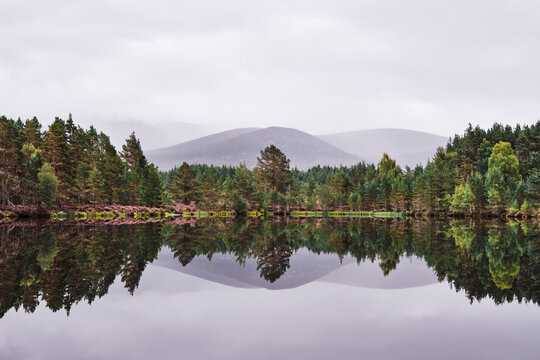 Reflections on the surface of Uath Lochans. Inshriach forest, Cairngorms, Scotland.