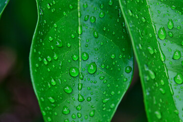 rain drops on green leaf