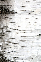 birch tree bark vertical texture