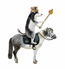 A dog husky king in a gold crown with a scepter rides a gray horse. White background. Isolated.