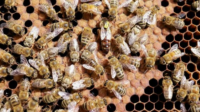 Bee brood on honeycombs. The queen bee crawls among the bees on the sealed young. Hatching young bees, pupae, larvae, bee eggs.