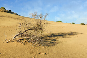A withered tree in the desert, in front of an oasis
