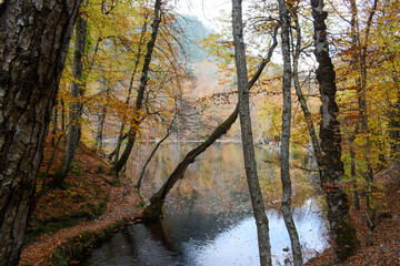 Autumn in Yedigöller National Park in Bolu. Colorful trees in autumn. Autumn in Turkey. Colorful shades of nature.