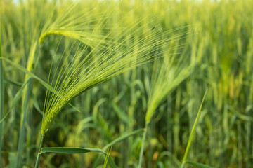 Green wheat in the field. Background