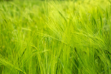 Green wheat in the field. Background