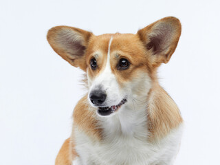 Portrait of a dog on a white background. Smiling Corgi. Pet in the studio For design