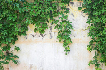 Ivy leaves wall on a white background