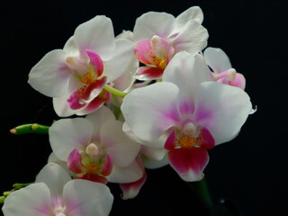 Fototapeta na wymiar pink and white flowers of violet