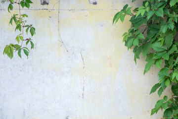 Ivy leaves wall on a white background