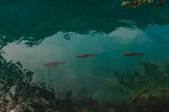 Turquoise water and fishes