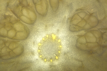 macro of seeds and patterns in a slide of white grapefruit