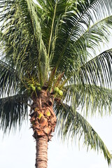 Coconut tree with fruits, Tropical tree