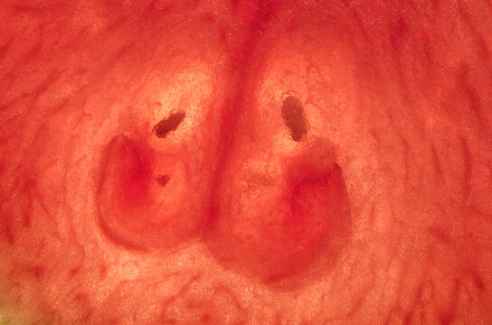 macro of seeds and cell patterns in a watermelon slice