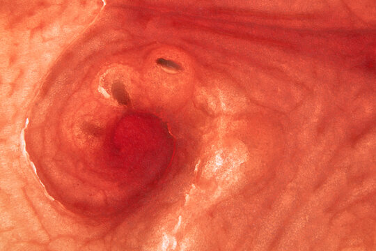 macro closeup seeds patterns in a slice of watermelon