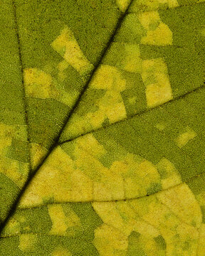 macro of an autumn leaf decaying