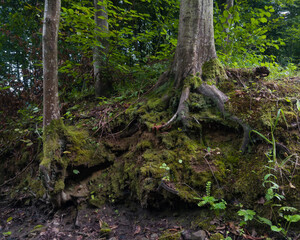 Forest landscape with hornbeam trees on steep ground, earth covered with moss and mossy tree roots, beautiful nature