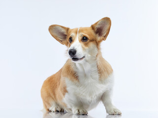 Portrait of a dog on a white background. Smiling Corgi. Pet in the studio For design