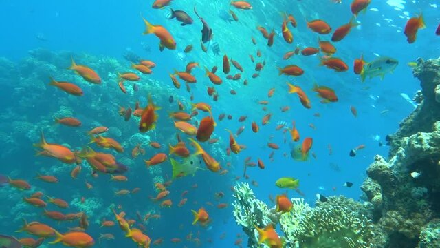 Sea Goldie. The most common antias in the Red Sea. Divers see him in huge flocks on the slopes of coral reefs.
