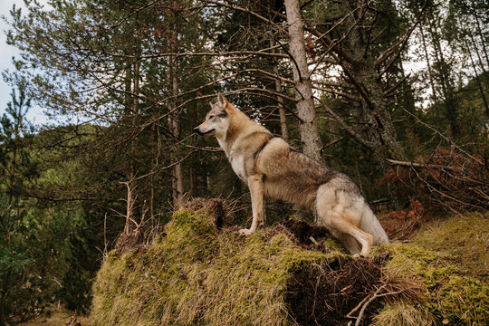Wolf dog on top of hill looking away in the forest