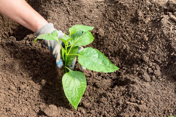 A woman is planting sweet pepper seedlings in the garden beds. Horticulture and agriculture concept.