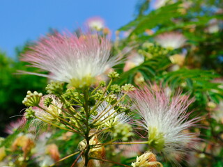 pink acacia flowers on the wind 