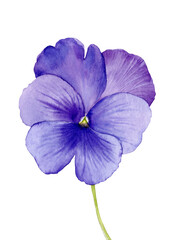 Purple pansy flower. Watercolour illustration.