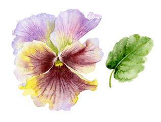 Delicate watercolor flower pansies . Watercolour illustration.