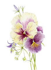 Watercolor bouquet of pansies flowers. Watercolour illustration.
