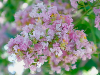 flowers in spring