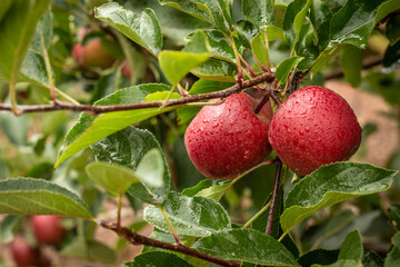 Red apples on tree
