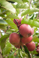Red apples on tree