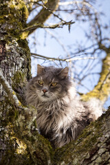Naklejka na ściany i meble Long-haired cat sitting on a tree, rescue for a trapped pet
