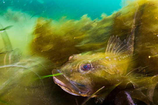 Sculpin in Kelp