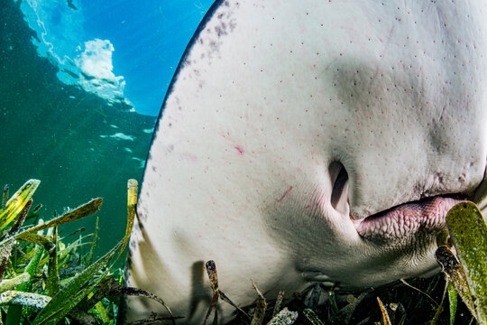 Hunting Stingray