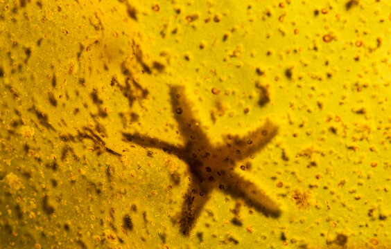 Sea Star through Kelp