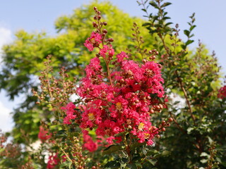 Obraz premium pink flowers in the garden