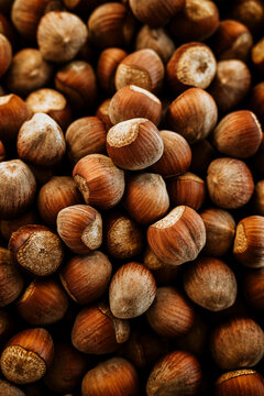 Close up of hazelnut