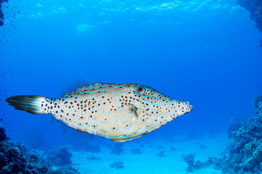 Scrawled Filefish Portrait