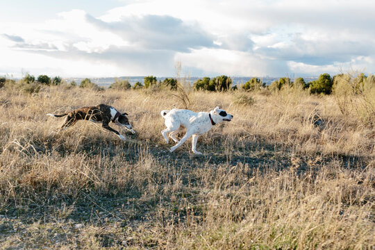 Dogs chasing something on grassland