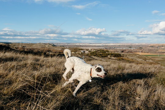 White dog running in an open land
