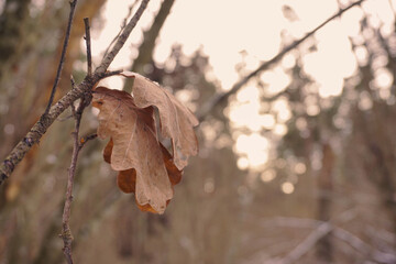 yellow dry oak leaves are on a branch in the forest, the background is softly blurred