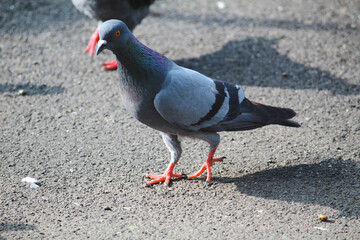 close up of a pigeon