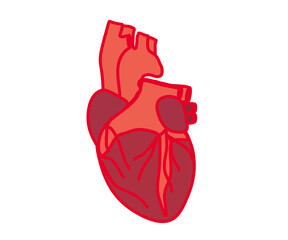 Human heart on a white background. Cartoon. Vector illustration.
