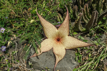Stapelia gigantea is a species of flowering plant in the genus Stapelia of the family Apocynaceae. Zulu giant, carrion plant and toad plant. Kaena ponit trail, Oahu, Hawaii