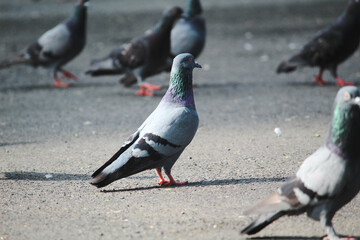 pigeons on the beach