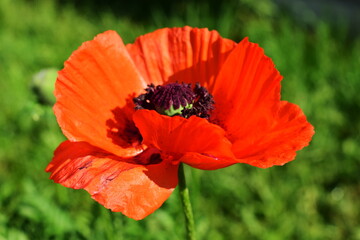 peony blooms, summer morning, flower bud