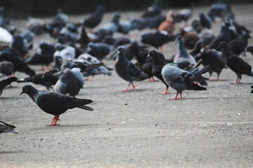 pigeons on the street